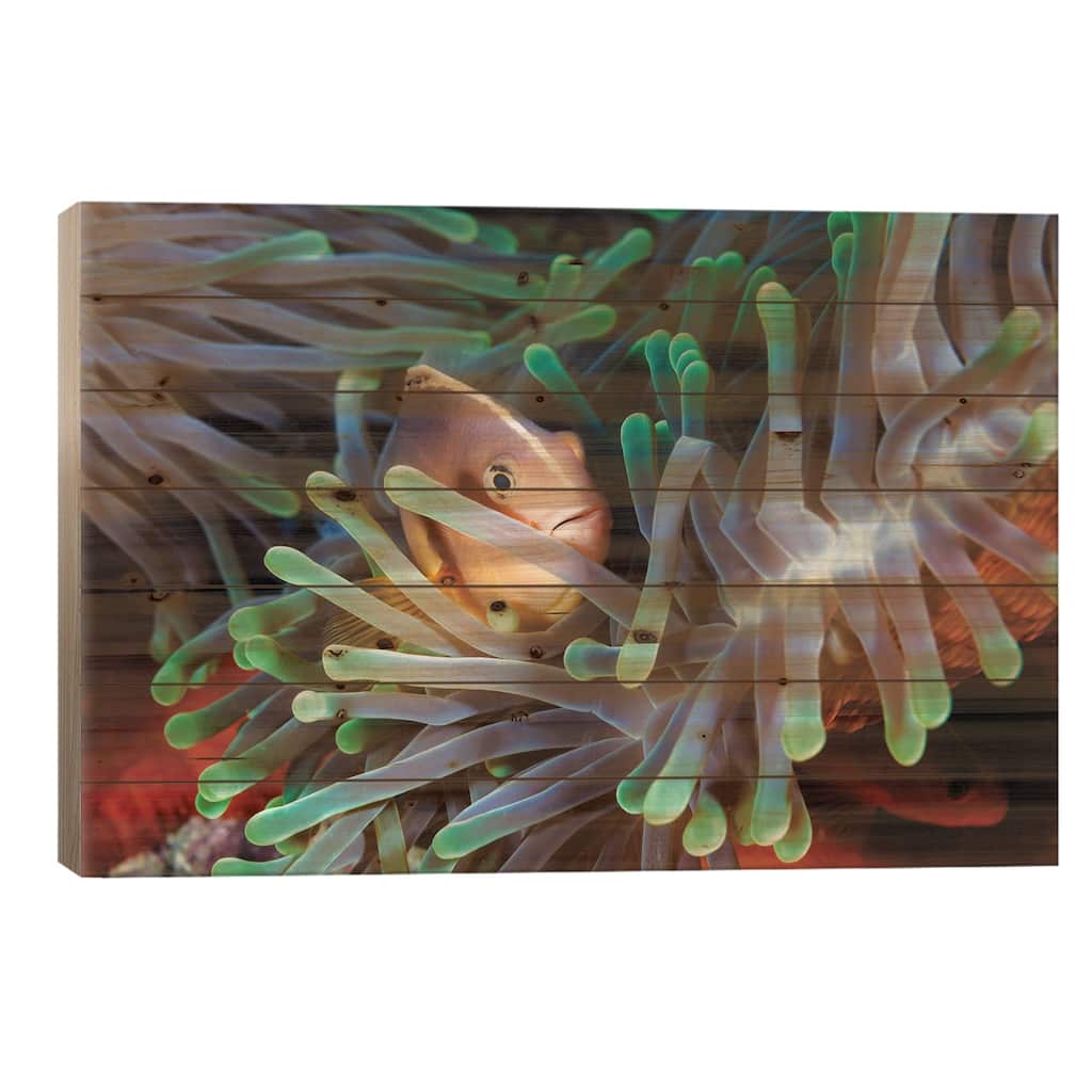 Clownfish Print On Wood by Barathieu Gabriel - Multi-Color