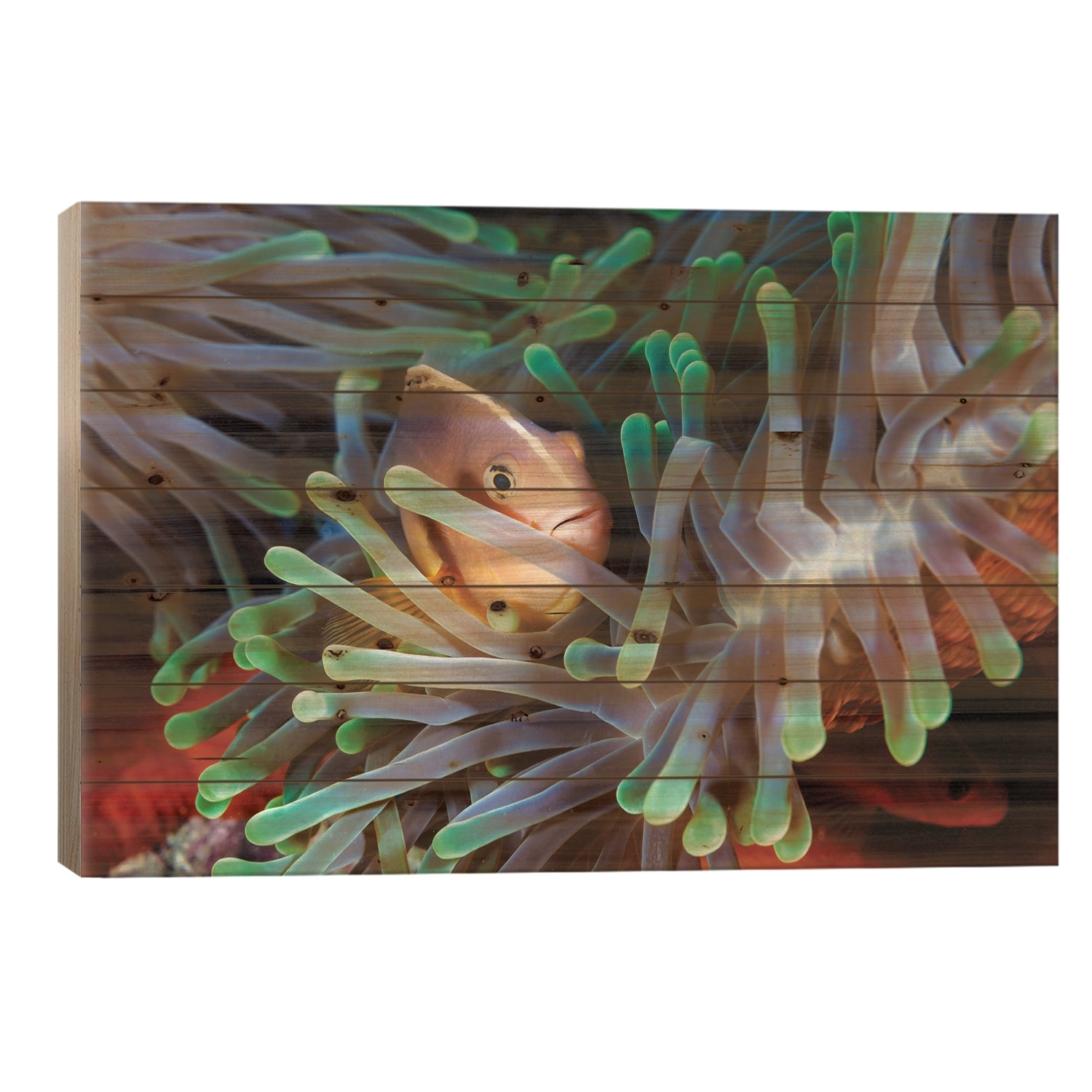 Clownfish Print On Wood by Barathieu Gabriel - Multi-Color