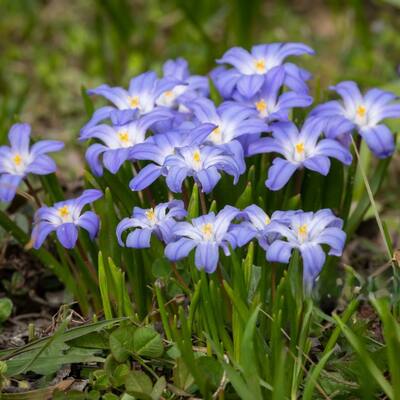 Spring Garden Glory of the Snow - Blue & White Flowers - 45 Bulbs - Attracts Butterflies, Bees & Hummingbirds - 45 Bulbs