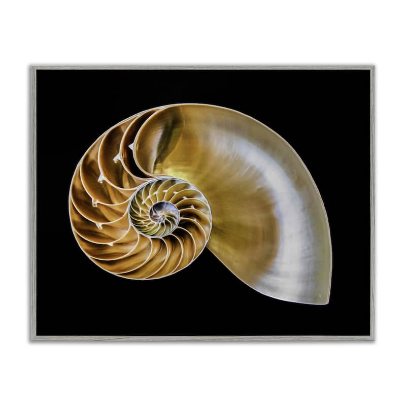 Stupell Tan Nautilus Shell on Black Framed Giclee Art Design By Mary Lou Johnson - 30 x 24 - Grey