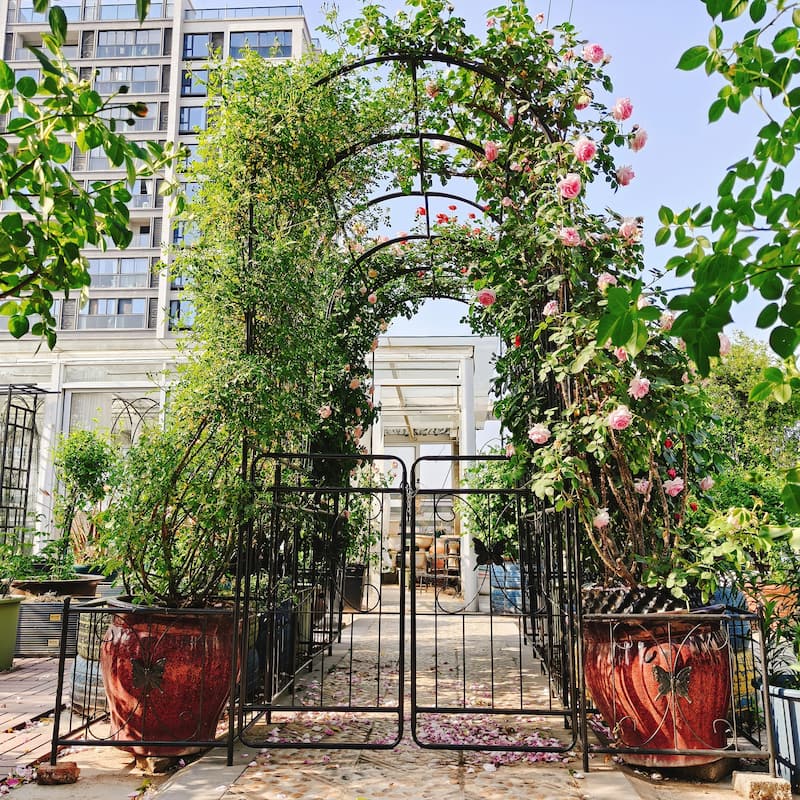 Metal Garden Arch Climbing Plants Support Rose Arch Outdoor Black