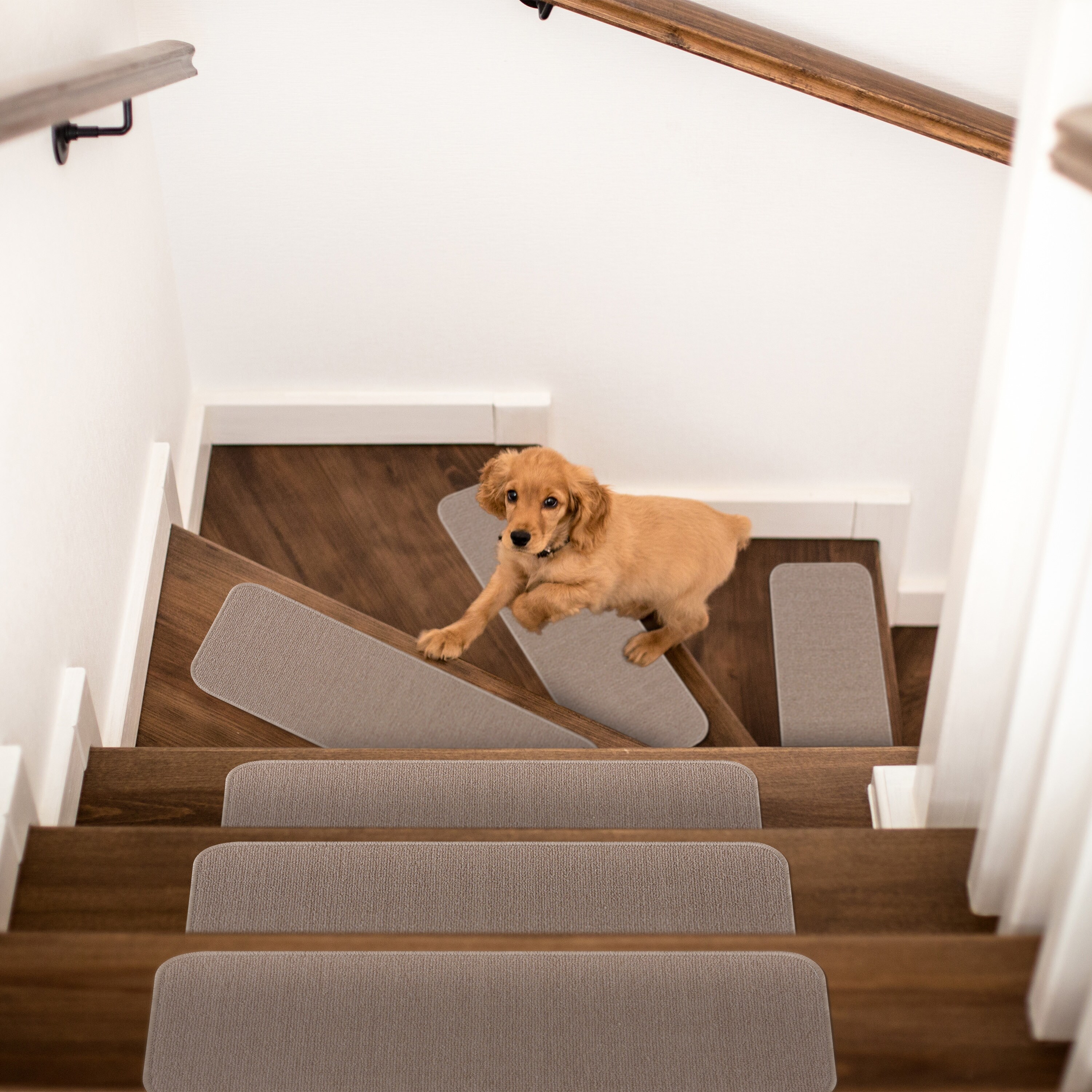 Dog slipping on wood stairs hot sale