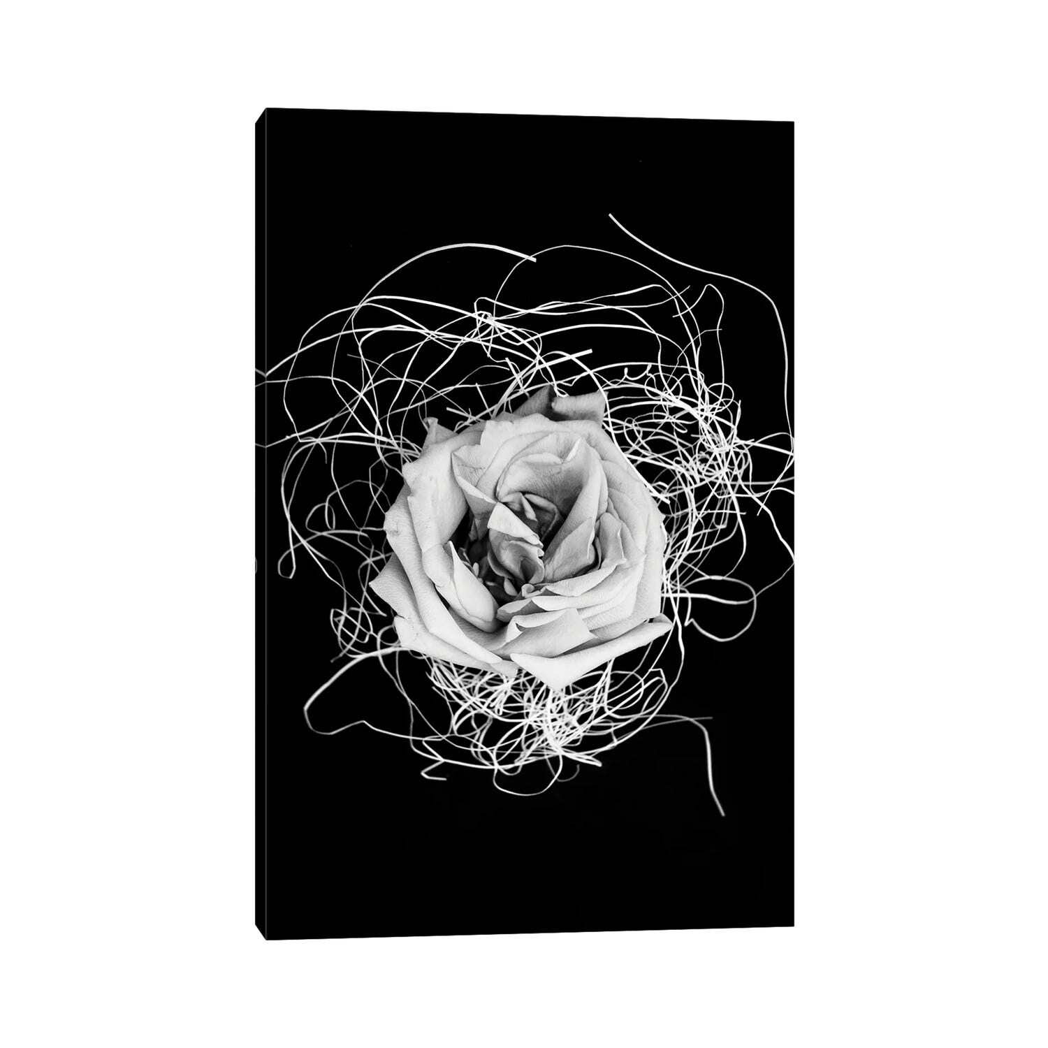 iCanvas "Rose" by Larisa Siverina Canvas Print