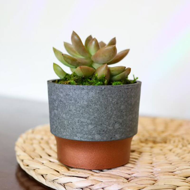 The HC Companies Sprite Succulent Planter Pot, Faux Concrete Copper (40 Pack) - 0.25