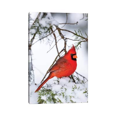 iCanvas "Northern Cardinal Perching On Snowcapped Juniper Tree Branch, Marion County, Illinois" by Panoramic Images Canvas Print