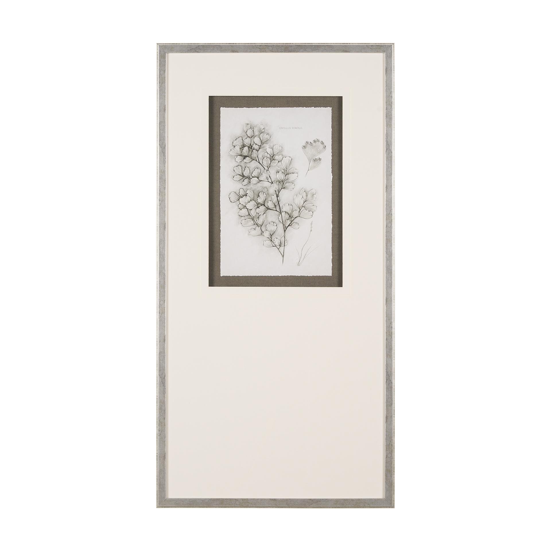 Fern Study IV (Capillus Veneris) Mercana Studio Hand Embelished Framed Art Print Matted under Glass