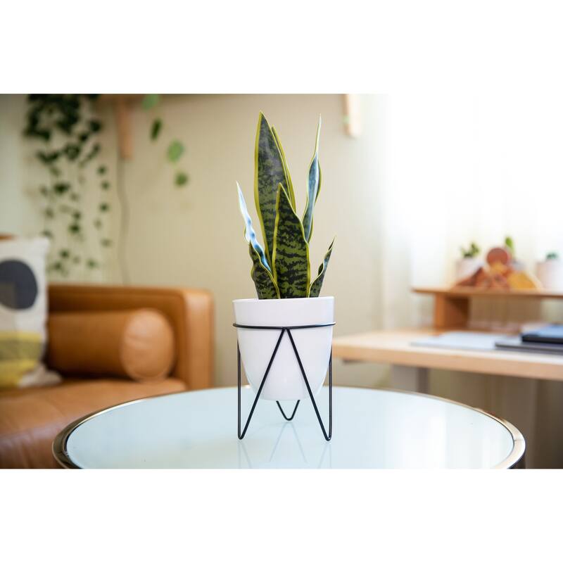 15.25" Snake in 4.75" WH Pot in BK Metal Stand