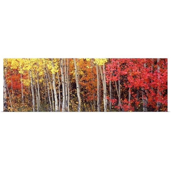 "Aspen and Black Hawthorn trees in a forest, Grand Teton National Park, Wyoming" Poster Print