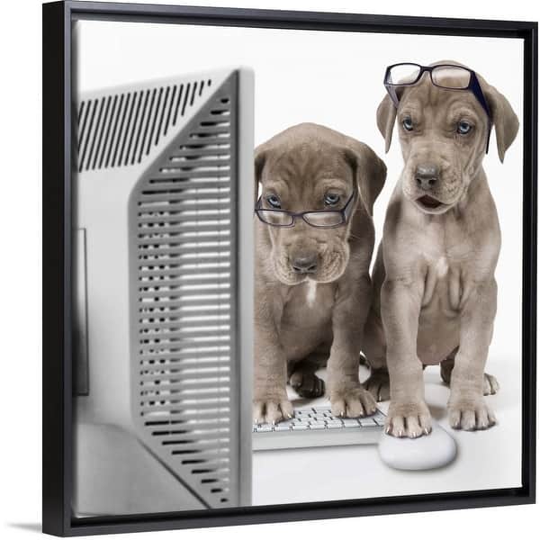 Shop Great Dane Puppies Using A Desktop Computer Black Float