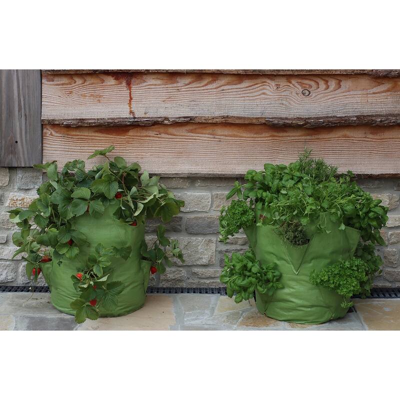 Haxnicks Strawberry & Herb Patio Planter 2 pack
