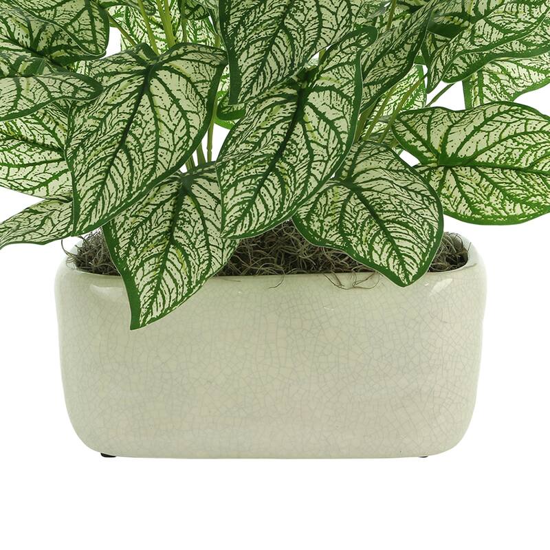 Caladium in a Ceramic Pot