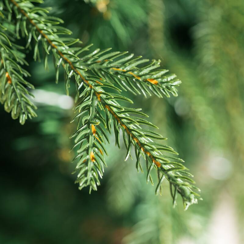 Glitzhome 7.5ft Flocked Evergreen Slim Fir Artificial Christmas Tree