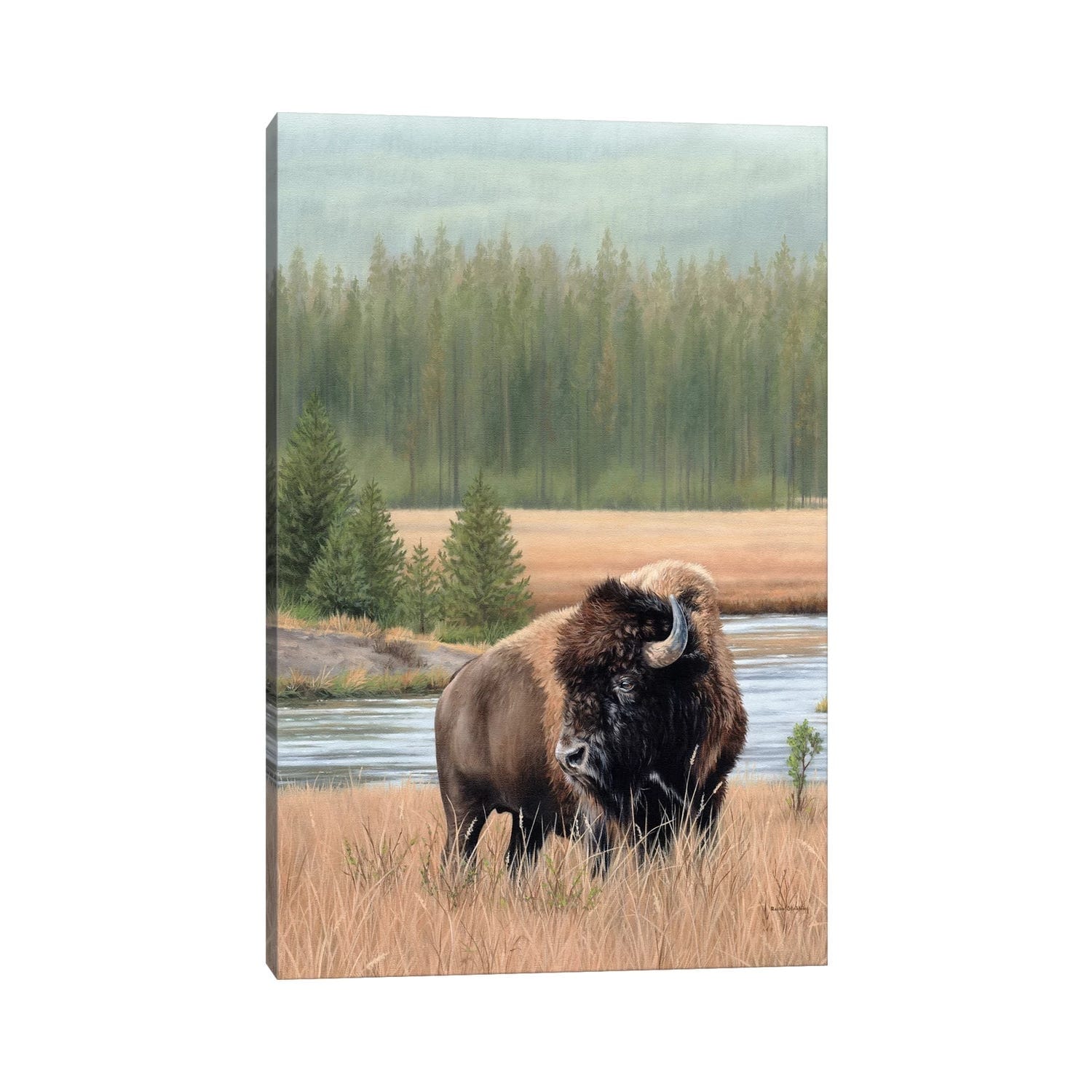 iCanvas "American Bison" by Rachel Stribbling Canvas Print
