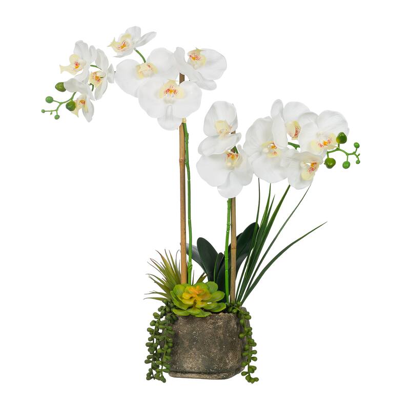 2 Stems Real Touch Phalaenopsis Plastic Orchids with Succulents in Pot - 23.23" H x 20.08" W x 10.04" D