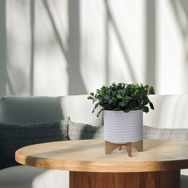 money tree plant indoor or outdoor Money Tree (Pachira aquatica)