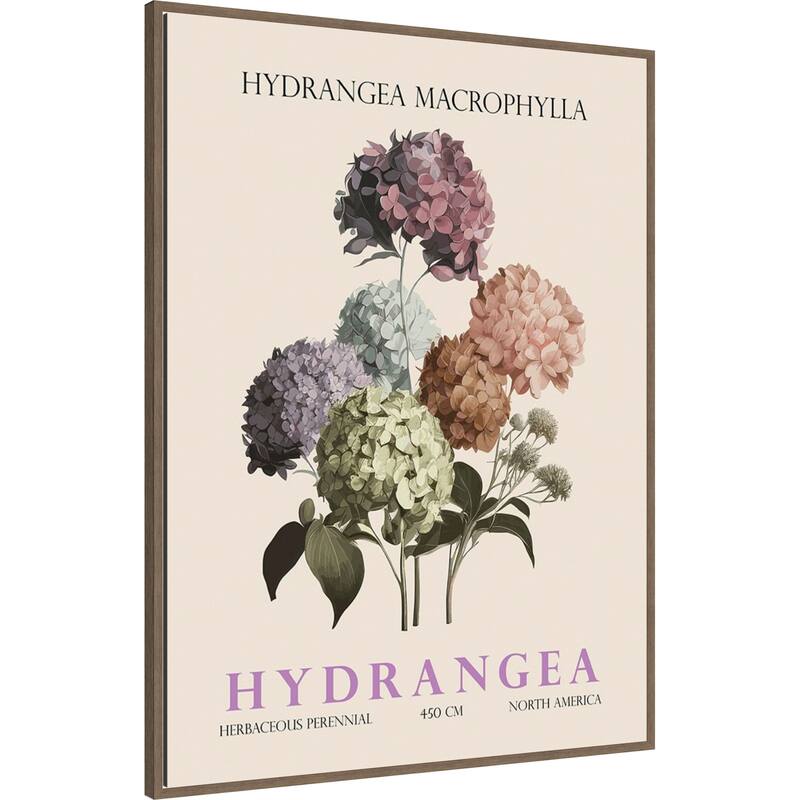 Vintage Botanical Hydrangea Illustration by Christopher Giampietro Framed Canvas Wall Art Print