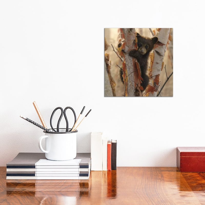 iCanvas "Curious Black Bear Cub II, Square" by Collin Bogle Canvas Print - 12x12x0.75
