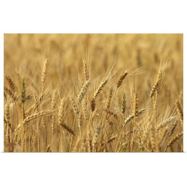 "Wheat Field" Poster Print