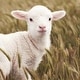 preview thumbnail 4 of 2, Pendleron Prarie Rush Hour Crib Blanket