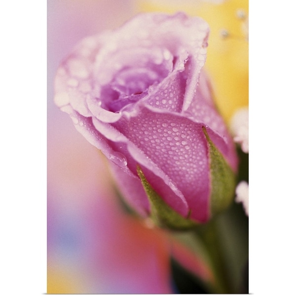"Rose bud, close up." Poster Print