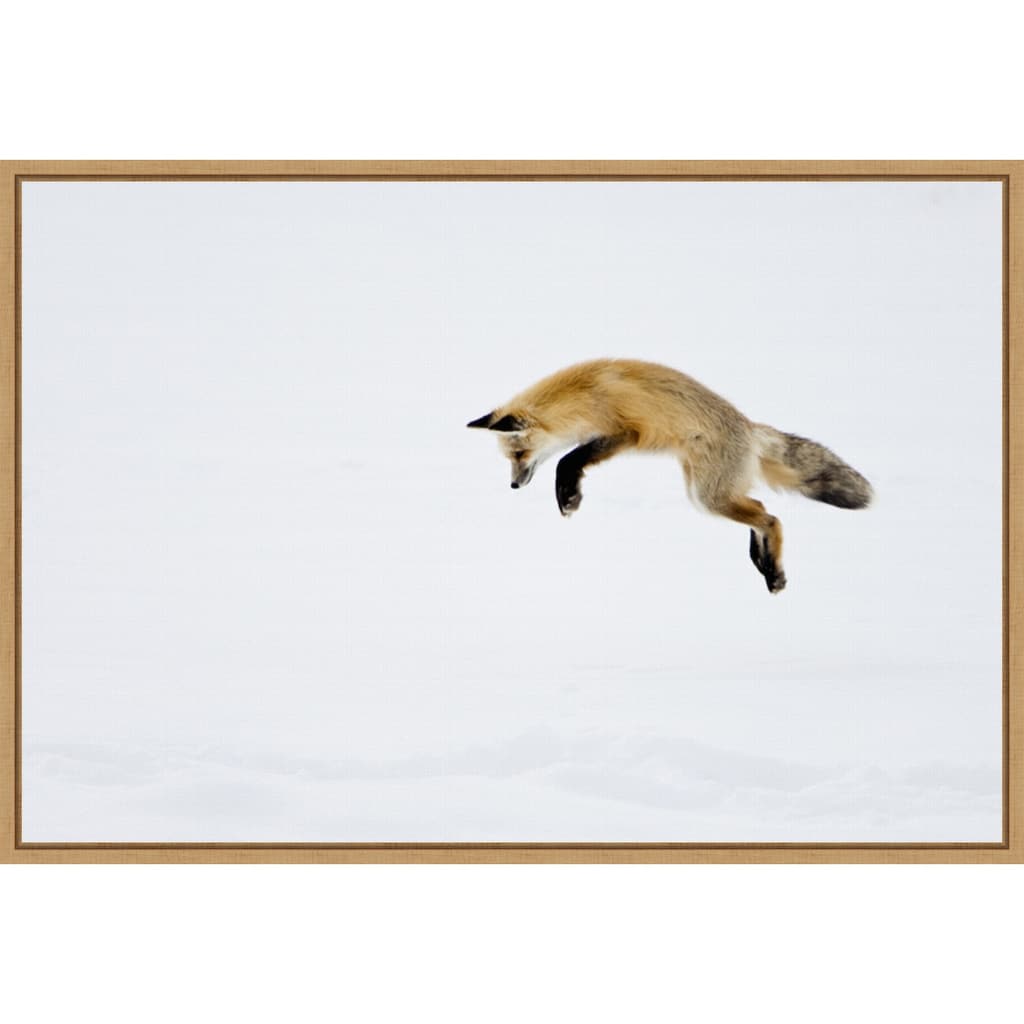 Red Fox in Snow by Deborah Winchester Framed Canvas Art