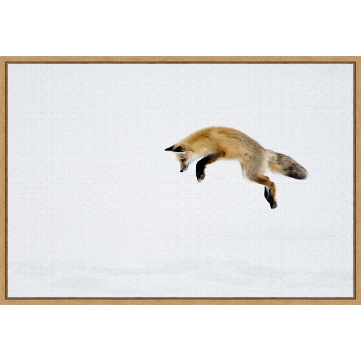 Red Fox in Snow by Deborah Winchester Framed Canvas Art
