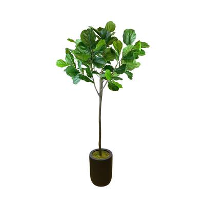 7 ft Fiddle Tree in a Fiberstone Planter - Green