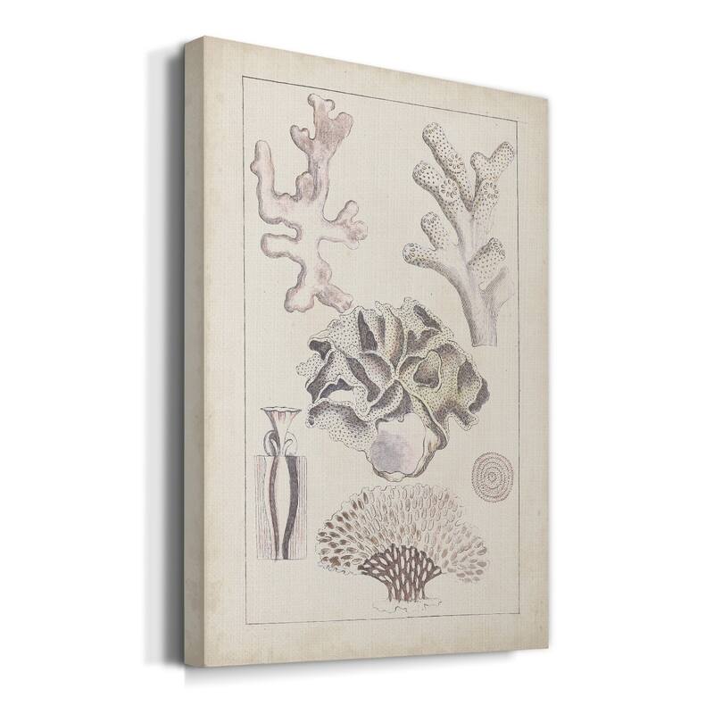 Antique White Coral IV Premium Gallery Wrapped Canvas - Ready to Hang