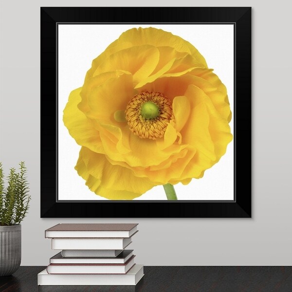 "Close up of a ranuncula" Black Framed Print