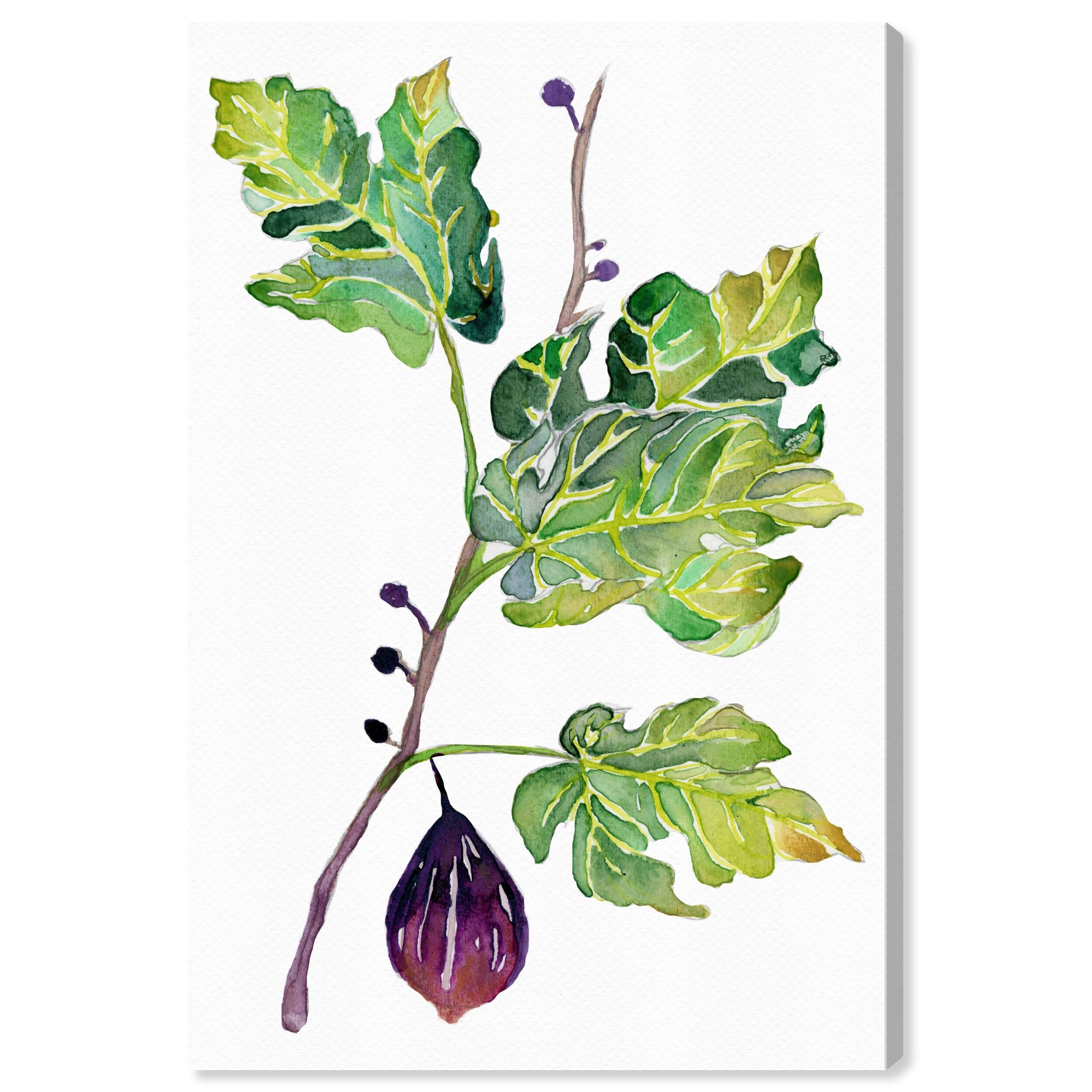 Wynwood Studio 'Fig' Food and Cuisine Wall Art Canvas Print Fruits