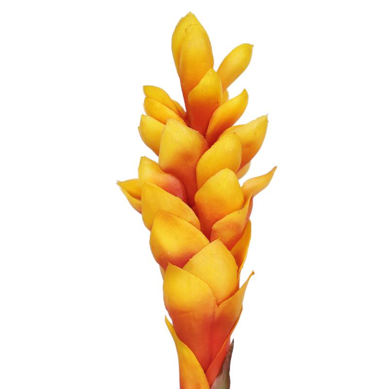 Set of 3 Real Touch Orange Artificial Ginger Flower Stem Tropical Spray 31in - 31" L x 3" W x 3" DP