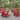 Commercial All-Weather Adirondack Chair with Pullout Ottoman & Cupholder