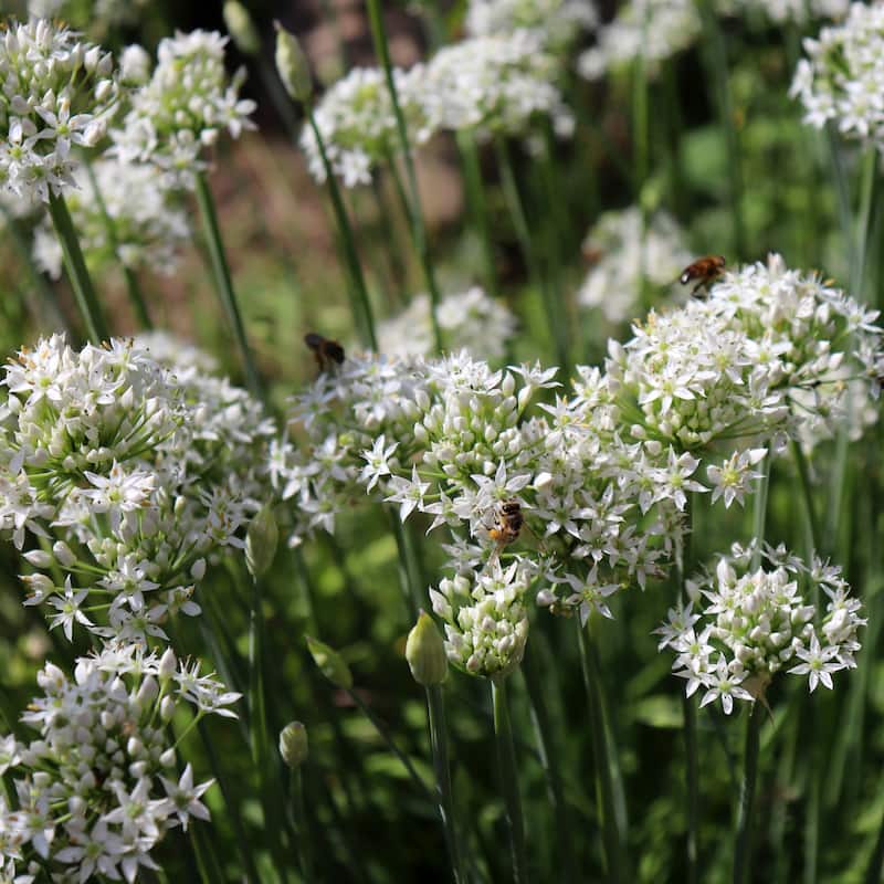 Graceful Beauty Allium - Spring Blooming White Flowers - 45 Bulbs - Attracts Butterflies, Bees & Hummingbirds - 45 Bulbs