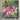 Tropical Burst Shower Curtain