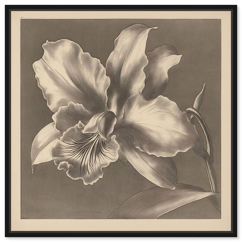 Petals Unfurled I Canvas by Art Remedy - 20" x 20" - Black