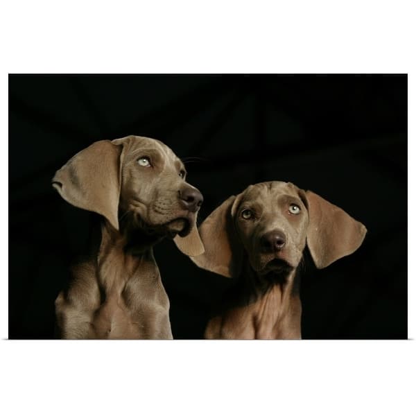 Shop Weimaraner Puppies Poster Print Overstock 16477746