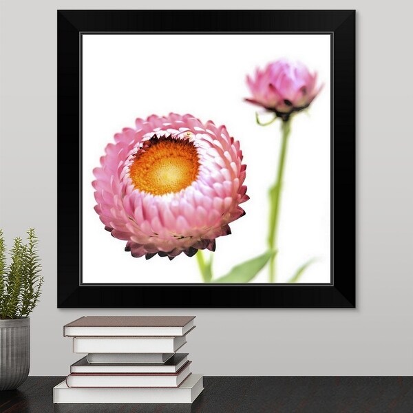 "Pink Strawflowers, Japan" Black Framed Print