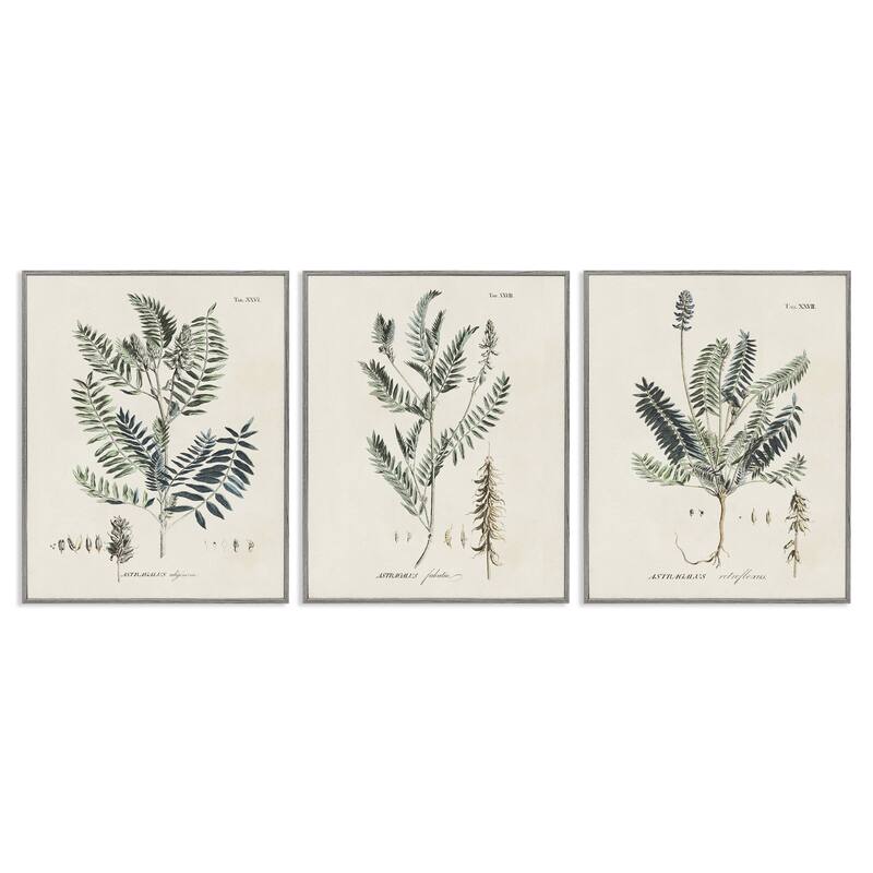 Stupell Green Botanical Latin Study Vintage Herb Motif Diagram Framed Wall Art - Beige - 24 x 30 - Grey