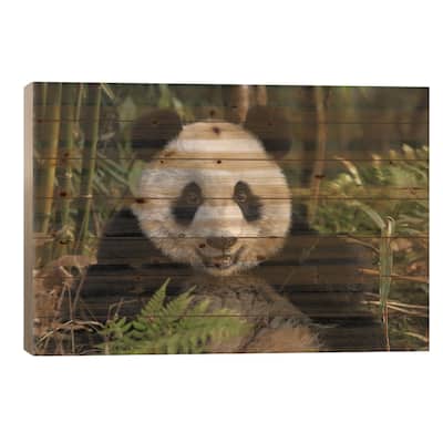 Portrait Of Young Giant Panda, China, Chengdu, Chengdu Panda Base. Print On Wood by Jaynes Gallery - Multi-Color