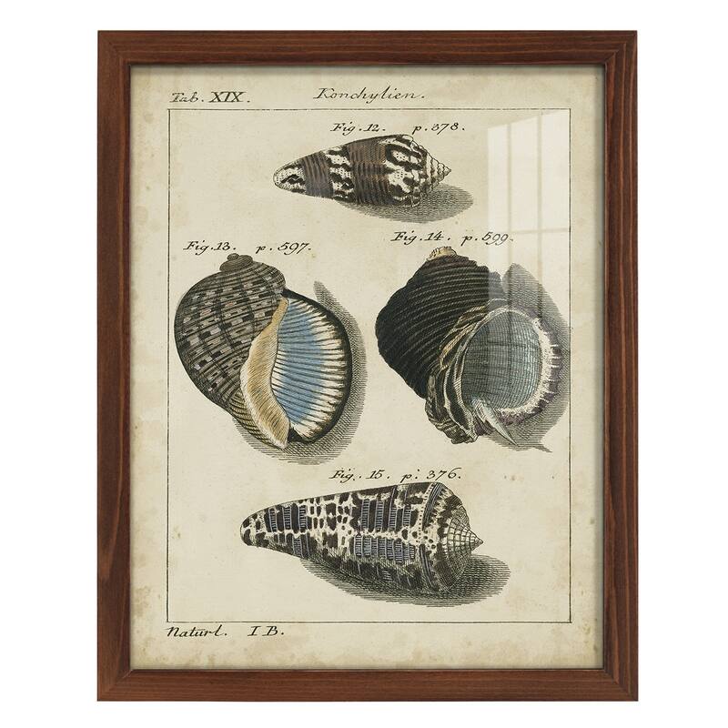 Vintage Shell Study III -Framed Print w/glass-Cherry Red
