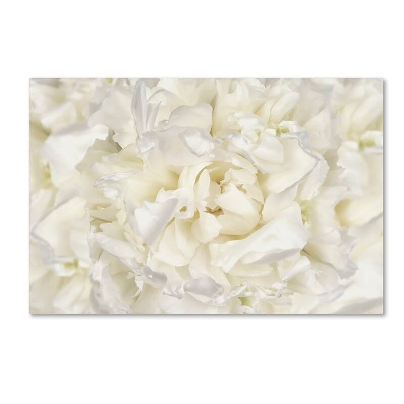 Cora Niele 'White Peony Flower' Canvas Art