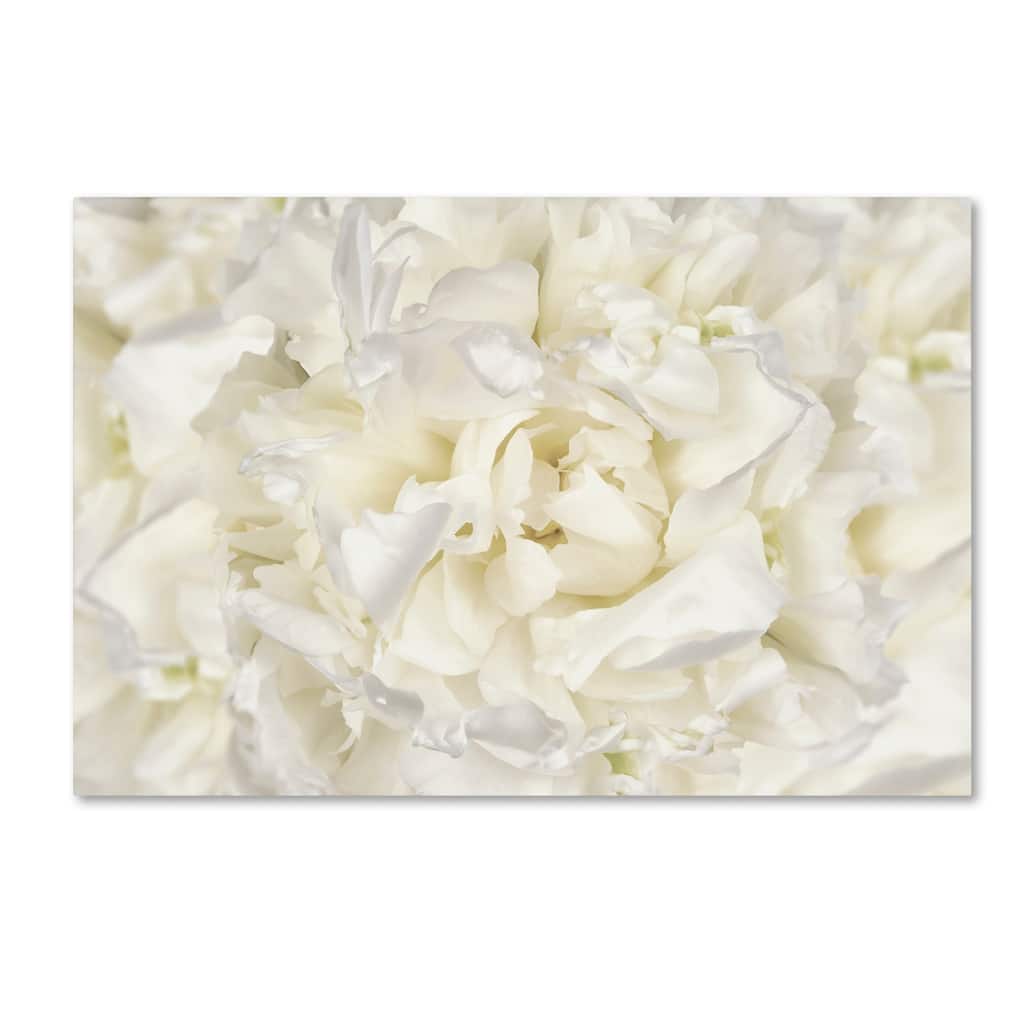 Cora Niele 'White Peony Flower' Canvas Art