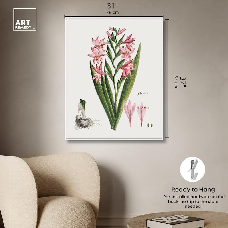 Gladiolus Carneus Canvas by Art Remedy