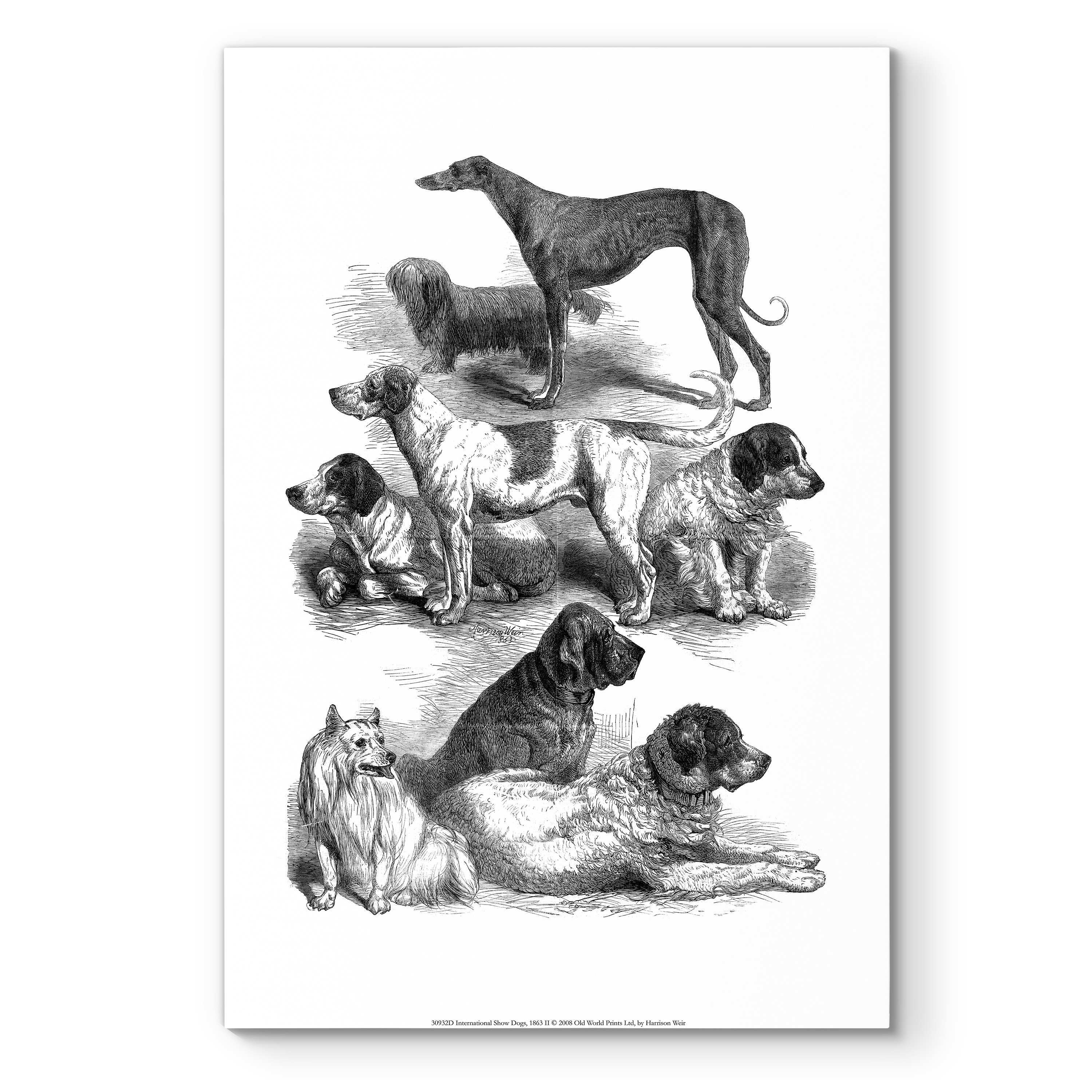 International Show Dogs 1863 II-Premium Gallery Wrapped Canvas