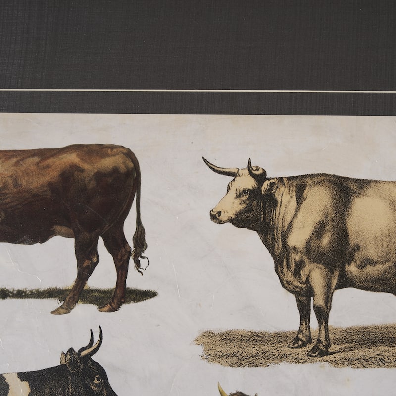 Antique Cow Chart Framed Art Print