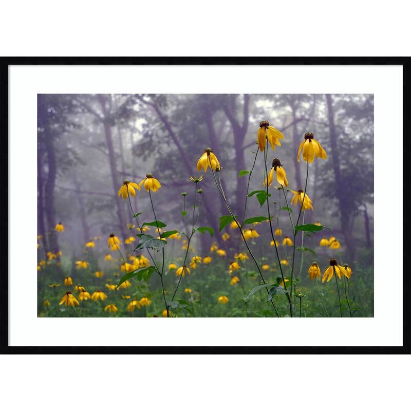Coneflower by Kelly Sinclair Wood Framed Wall Art Print