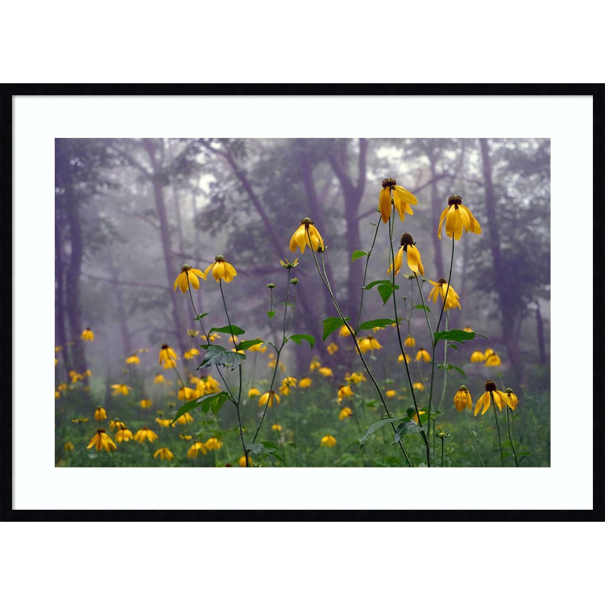 Coneflower by Kelly Sinclair Wood Framed Wall Art Print