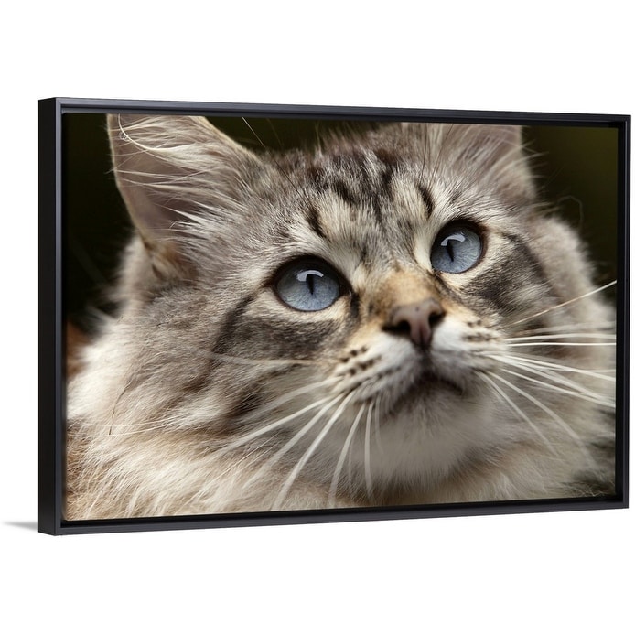 Shop Cat With Blue Eyes Black Float Frame Canvas Art Overstock