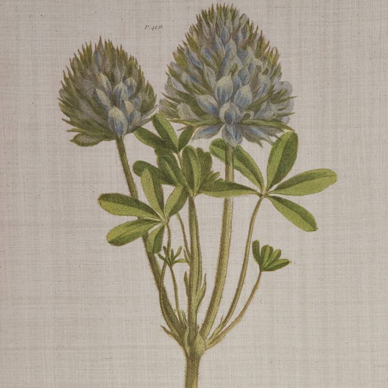 Madison Park Herbal Botany 4-piece Botanical Illustration Framed Canvas Wall Art Set