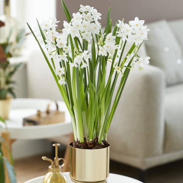 Van Zyverden Preplanted Paperwhite Inbal with Iron Brass Finish Bulb ...